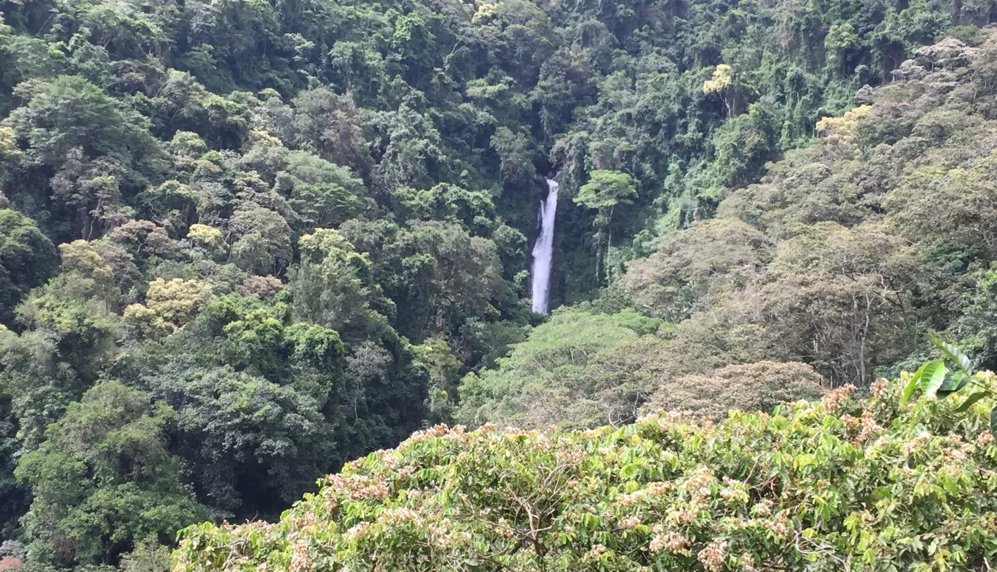 Waterfall in lush forest