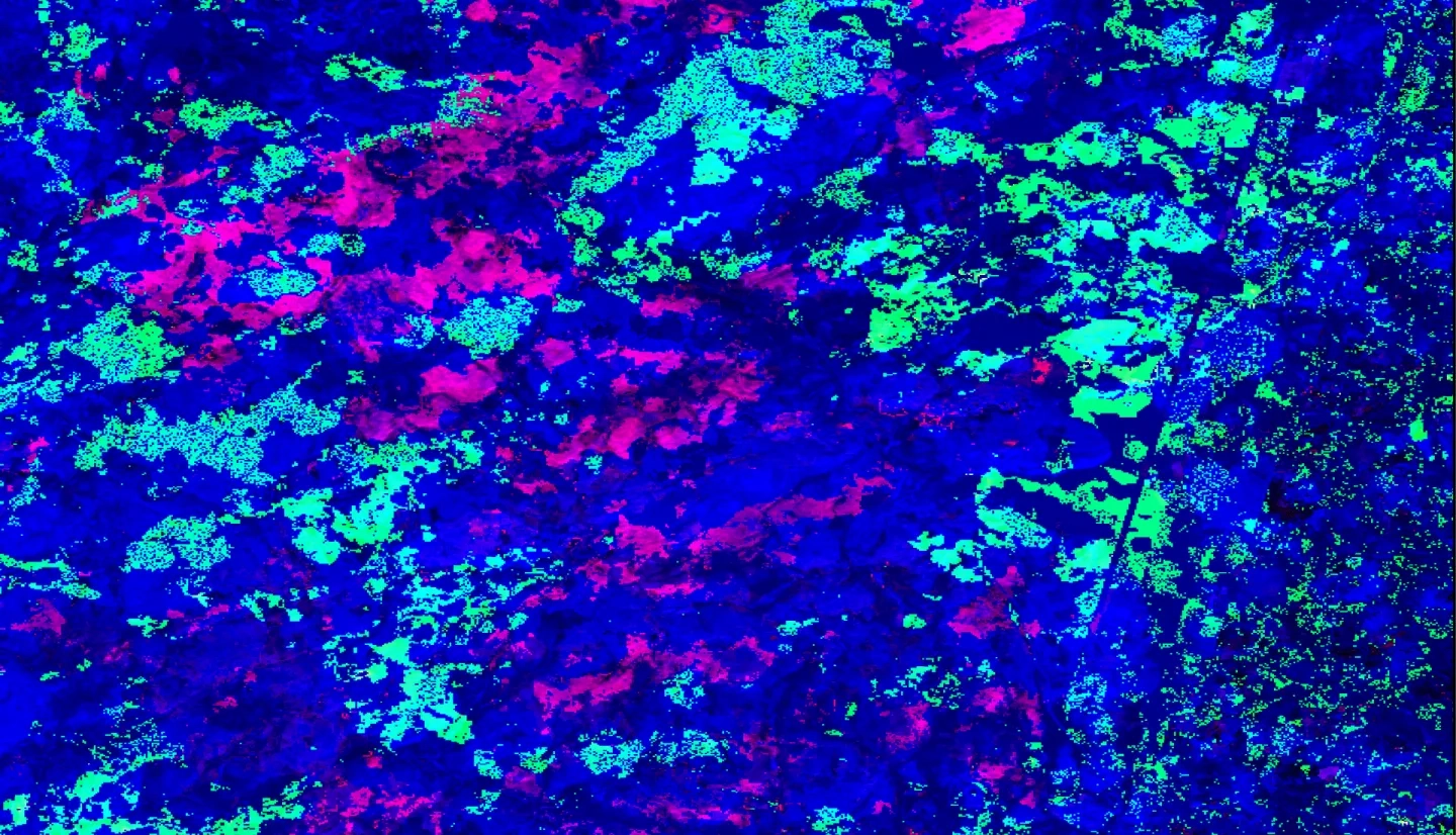 Water quality times series regression for the year 2020 using Landsat 8 ETM+ data of Aquatic Preserves in Florida. Dark Green represents the amplitude of Chlorophyll-A levels, DEM model overlayed on top represents Submerged Aquatic Vegetation. This imagery was used to help determine water quality for mangroves in 2020.