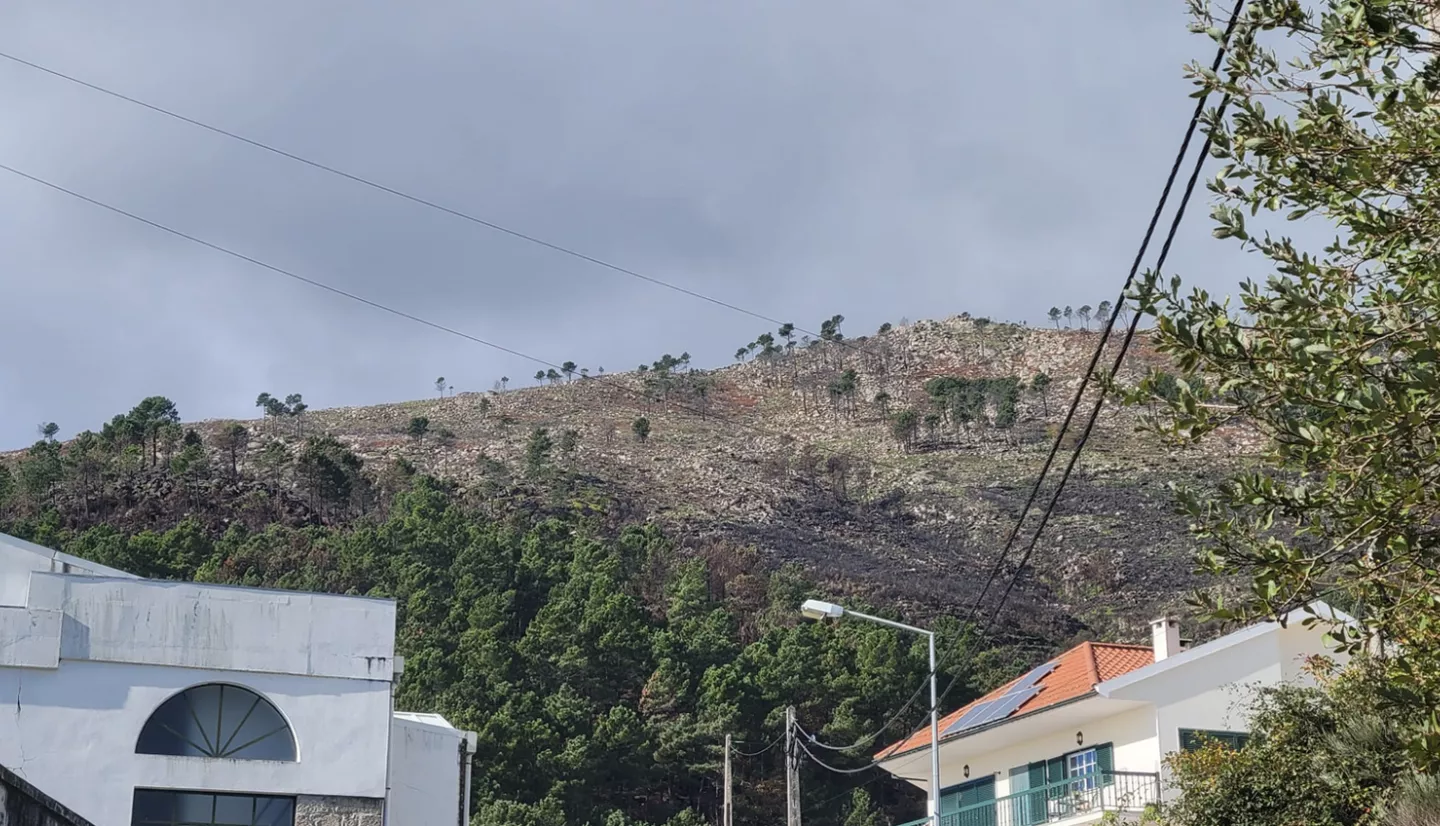 photo of hill showing dead trees after a fire in Portugal