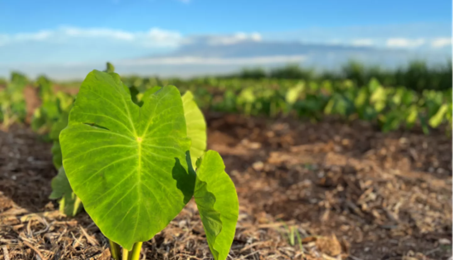 Taro (kalo) field in Maui.