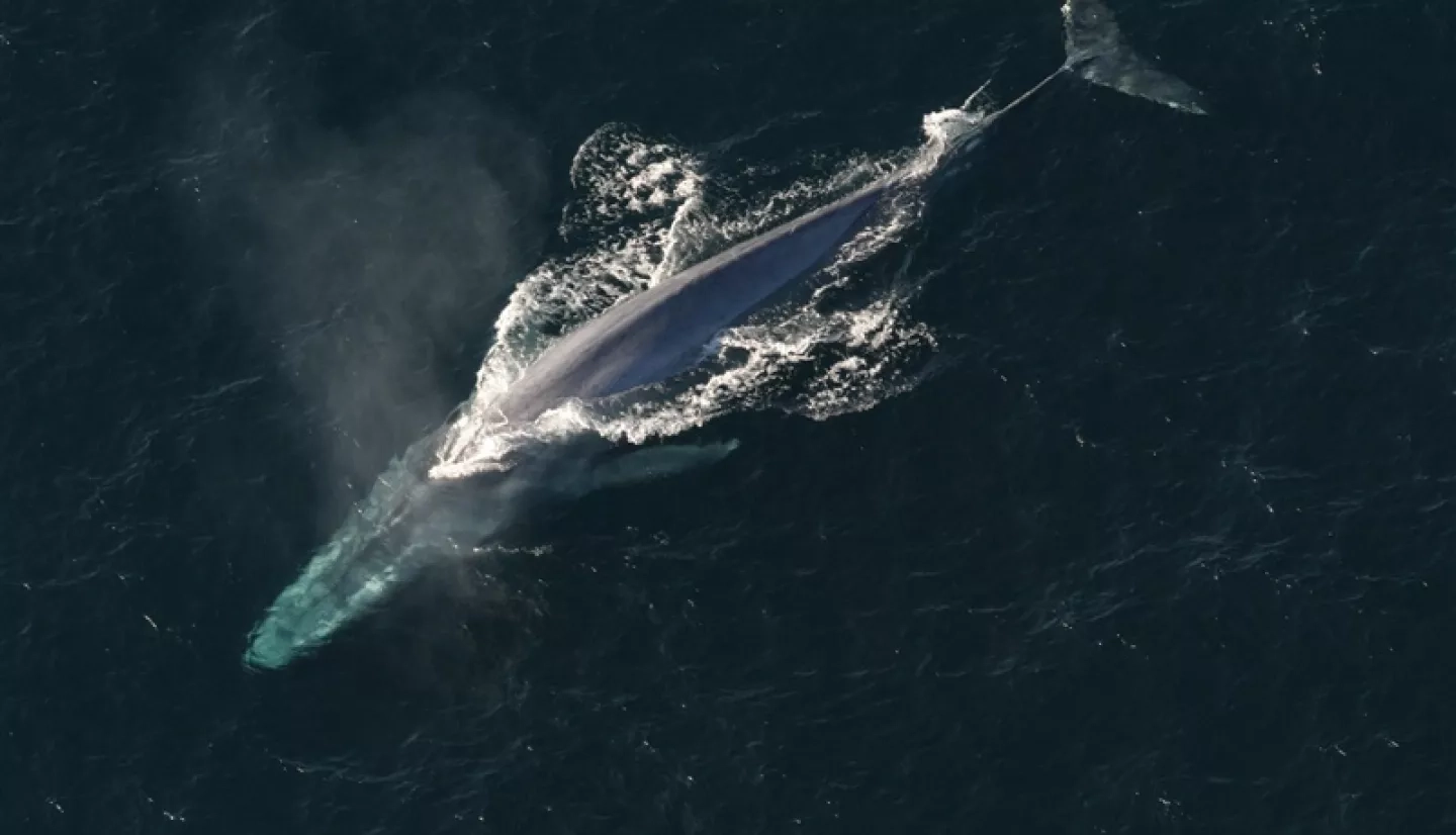 whale swimming in ocean