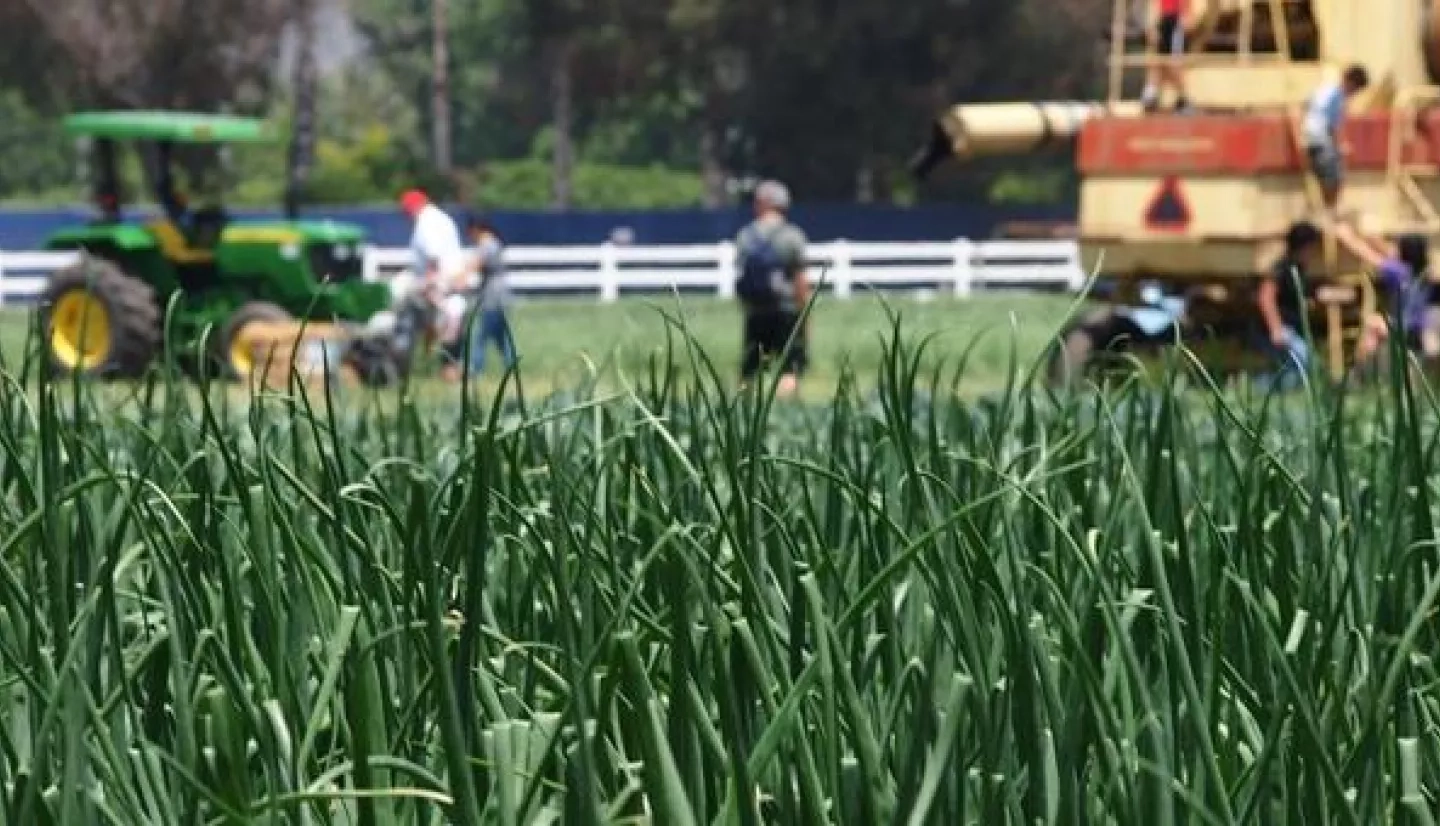 Photo of corn field in California with tractors in the background