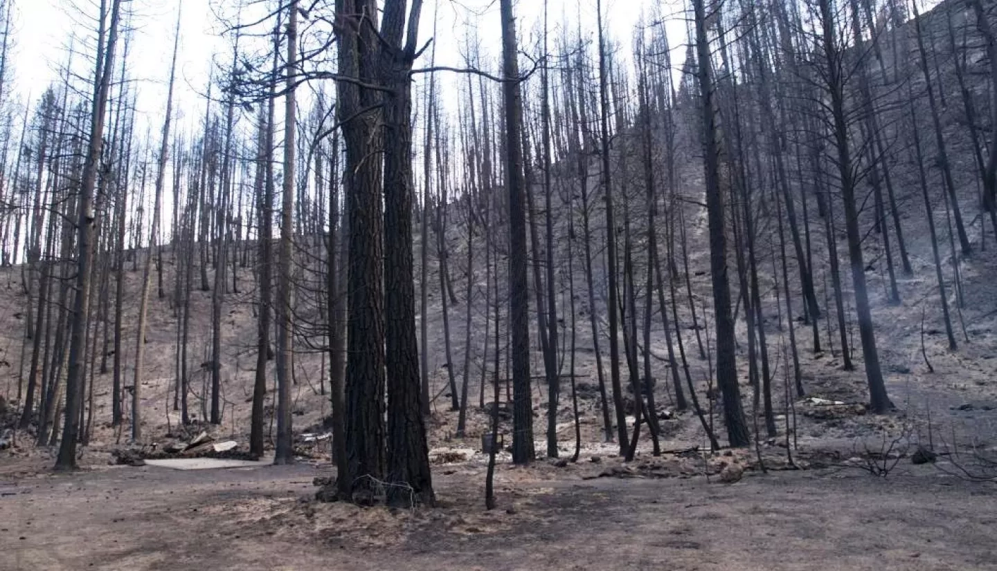 forest of burned trees in snow