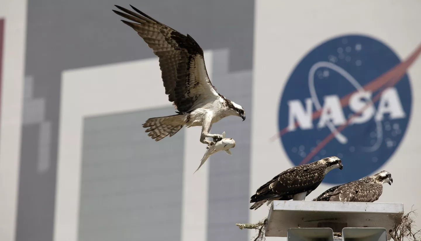 photo of osprey with fish in talons going to a nest with NASA logo in background