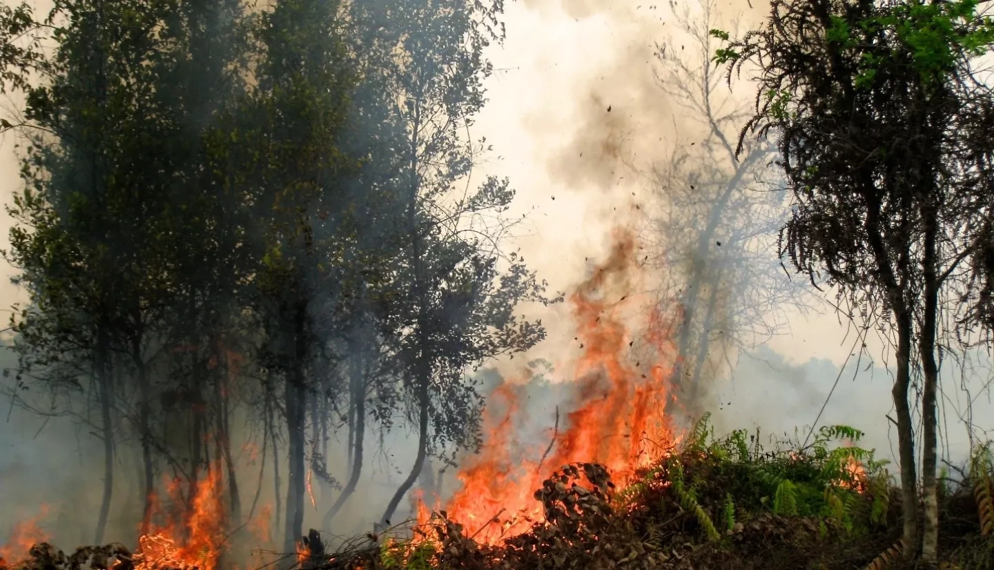 Fires rage in Palangkaraya, Central Kalimantan, Indonesia in this 2015 photo. Credits: Rini Sulaiman/CIFOR Creative Commons License by-nc-nd/2.0/