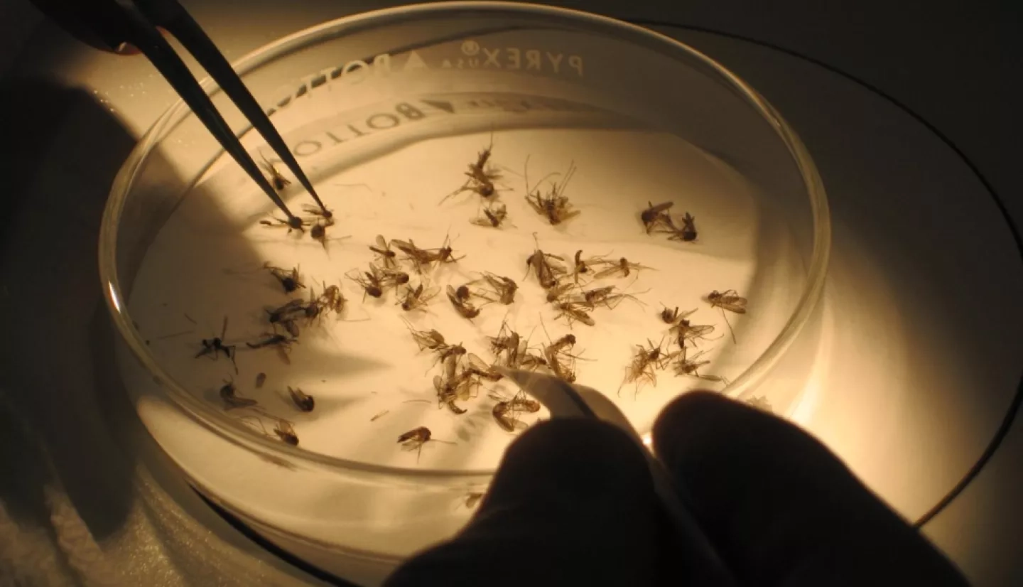 Dark close-up photo of a petri dish holding mosquitoes with two sets of tweezers reaching in.