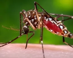 Aedes aegypti mosquito