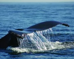 Humpback whale