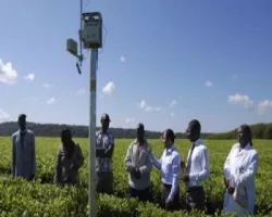 Image of Kenya Tea Farm