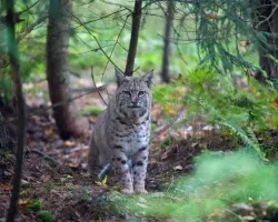 Bobcat in Wisconsin.