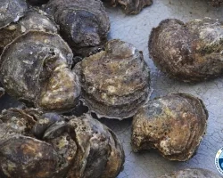 Oysters