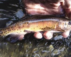 Lahontan cutthroat trout