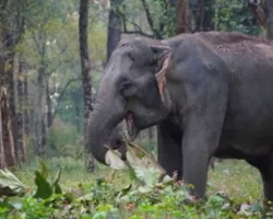 Asian elephant in Bhutan