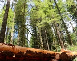 Cut down tree in the forest