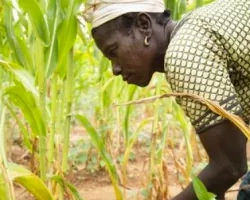 woman in field