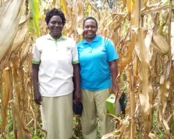 two people standing in a field of tall crops