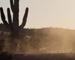 dust swirling around a cactus in a desert