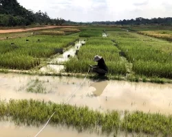 A scientist crouches down to collect ground data surrounded by irrigated crops. 