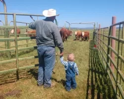 Photo of man wearing cowboy hat and small child viewing cattle