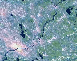 Forest cover and land surface temperature (LST) around Maine's Penobscot River during Summer 2021. The shades of green distinguish between evergreen (dark) and deciduous (light) forest which were classified using Landsat 8 OLI imagery. The purple gradient corresponds to LST derived from Terra MODIS where the warmest areas, including Bangor, are white. Changing land use and warming temperatures along Maine’s rivers are associated with reducing juvenile Atlantic salmon (Salmo salar) survivorship.