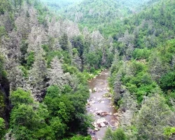 photo of a forest showing healthy green trees and dead tree trunks