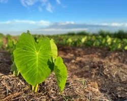 Taro (kalo) field in Maui.