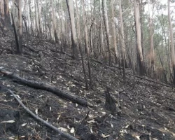 photo of burned trees