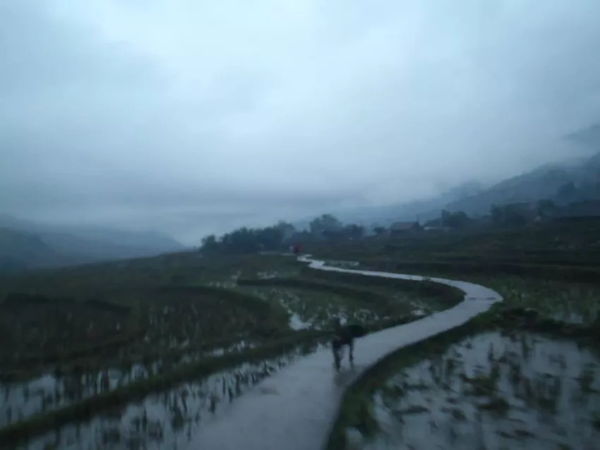 A bleary, rainy scene from a Vietnamese rice paddy